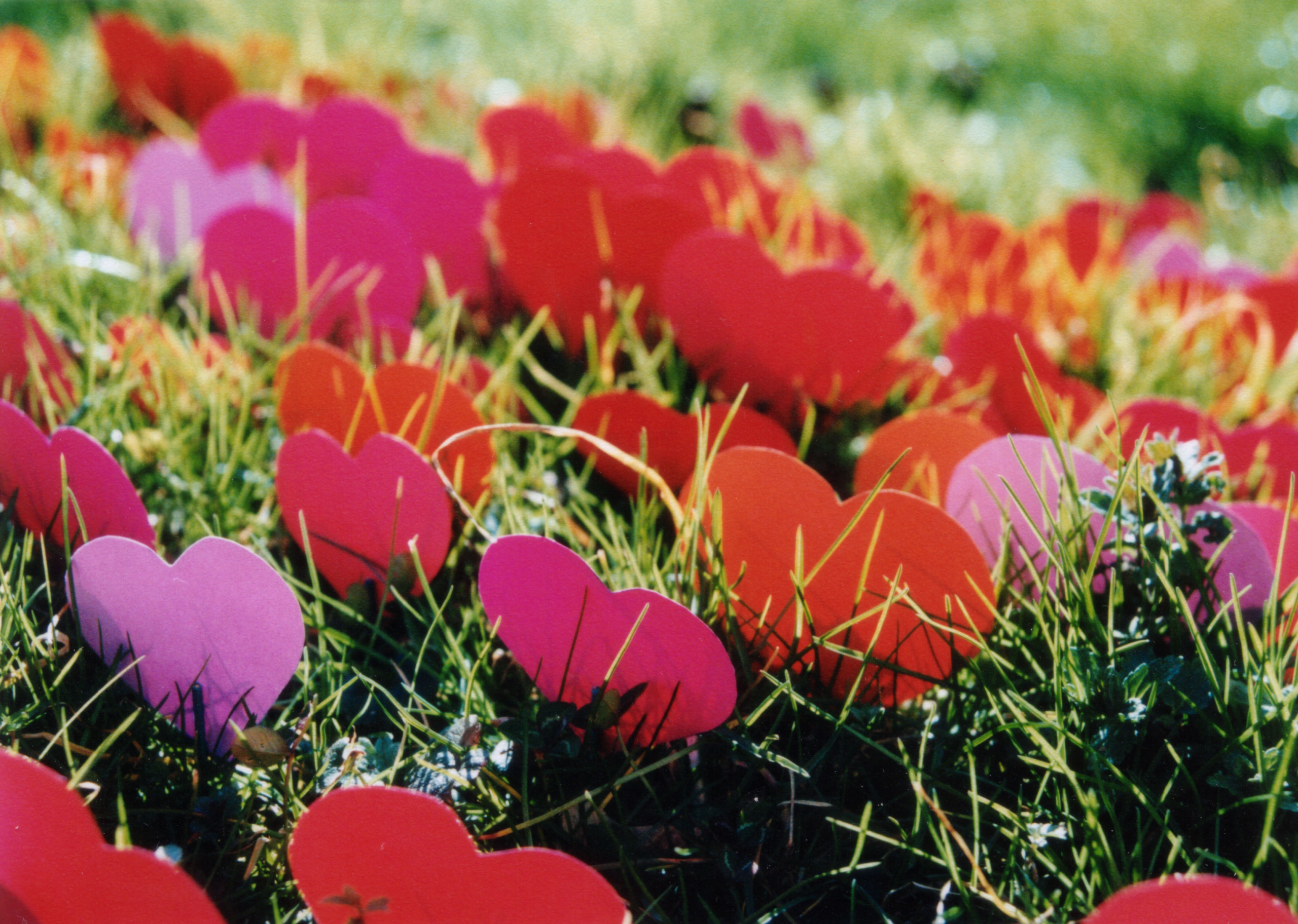 Hearts in grass by Julien