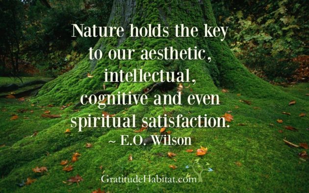 gratitude towards nature essay